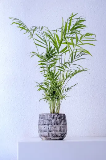 Bambusova palma (Chamaedorea seifrizii) - biljke koje smanjuju vlagu