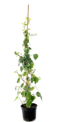 Bršljan (Hedera helix) - biljke koje smanjuju vlagu