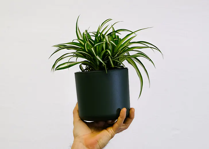 Zeleni ljiljan (Chlorophytum comosum) - Biljke koje smanjuju vlagu i radi isušivanje vlage